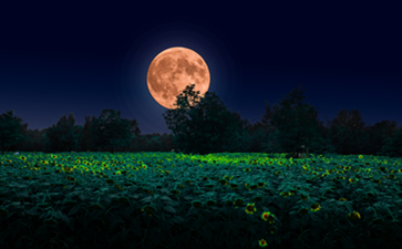 申請(qǐng)進(jìn)出口許可證的流程介紹